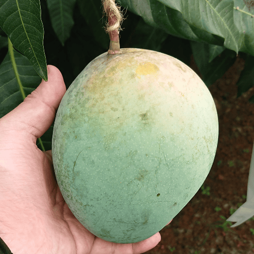 キーツマンゴー