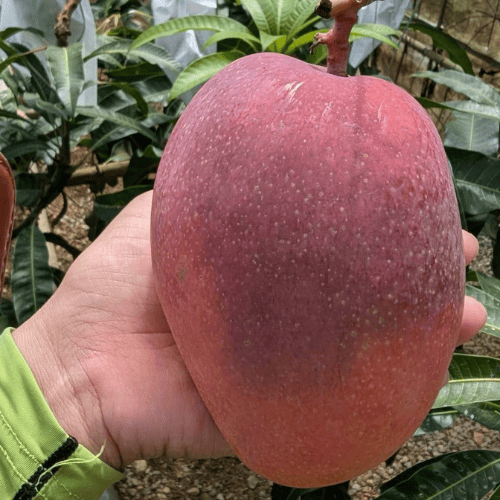 アーウィンマンゴー